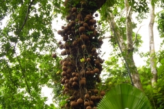 Hillo_Tropical_Garden_-_0004