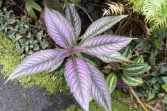 Hillo_Tropical_Garden_-_0007
