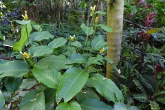Hillo_Tropical_Garden_-_0012