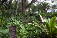 Hillo_Tropical_Garden_-_0025