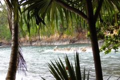 Hillo Tropical Garden - 0002