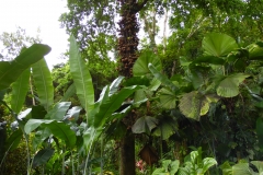 Hillo Tropical Garden - 0003