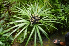Hillo Tropical Garden - 0005