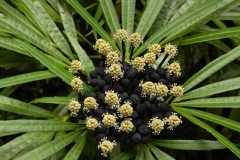 Hillo Tropical Garden - 0006