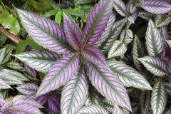 Hillo Tropical Garden - 0008