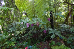 Hillo Tropical Garden - 0010