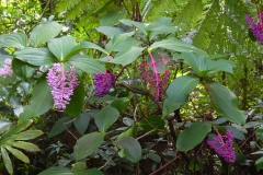 Hillo Tropical Garden - 0011
