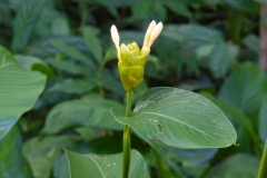 Hillo Tropical Garden - 0013