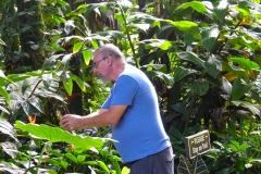 Hillo Tropical Garden - 0014