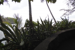 Hillo Tropical Garden - 0021