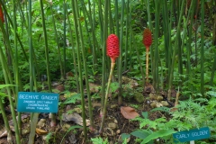Hillo Tropical Garden - 0035