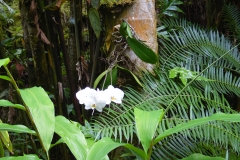 Hillo Tropical Garden - 0037