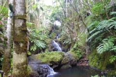 Hillo Tropical Garden - 0039