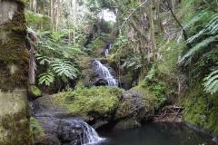Hillo Tropical Garden - 0040