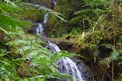 Hillo Tropical Garden - 0043