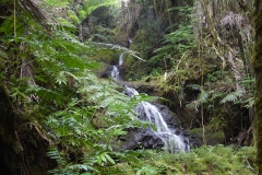 Hillo Tropical Garden - 0044