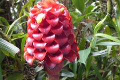 Hillo Tropical Garden - 0045